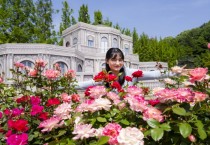 [경기티비종합뉴스] 용인에버랜드, "300만 송이 장미 만발!"… 에버랜드 장미축제 22일 개막
