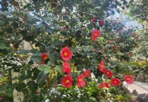 [경기티비종합뉴스] 여주 황학산수목원, 남해안 못지않은 ‘미리 온 봄’…난대식물원 봄꽃 만개