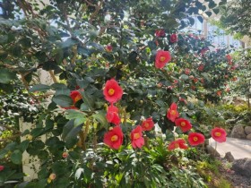 [경기티비종합뉴스] 여주 황학산수목원, 남해안 못지않은 ‘미리 온 봄’…난대식물원 봄꽃 만개