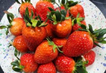 [경기티비종합뉴스] 경기도농업기술원, 저장성·당도 뛰어난 딸기 육성 계통 평가