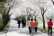 [경기티비종합뉴스] 안성에 봄이 내려앉았다‥“벚꽃 만개, 이번 주 절정”