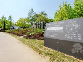 [경기티비종합뉴스] 오산시, 고인돌공원 모란 만개…도심 속 봄 정원 눈길