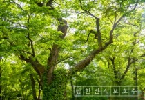 [경기티비종합뉴스] 광주시의회 최서윤 의원, ‘광주시 보호수 지정 및 관리에 관한 조례안’ 입법예고