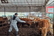 [경기티비종합뉴스] 용인특례시, 2026년 하반기 구제역 예방백신 접종