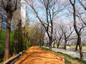 [경기티비종합뉴스] 하남시 이현재 시장, "다시 시작하는 맨발의 봄"… 하남시, 관내 맨발길 25개소 전격 개장
