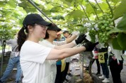 [경기티비종합뉴스] 수원도시공사, 허정문 사장  "실천 앞장…포도농가 찾아 구슬땀 ‘도농상생’ 실천