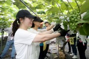 [경기티비종합뉴스] 수원도시공사, 허정문 사장  "실천 앞장…포도농가 찾아 구슬땀 ‘도농상생’ 실천