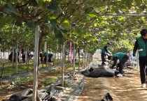 [경기티비종합뉴스] 경기농협, 화성직업훈련교도소 보라미봉사단과 같이 농촌일손돕기 실시