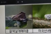 [경기티비종합뉴스] 경기도, 10월 돌발해충 적기 대응 성충기 협업 방제 총력