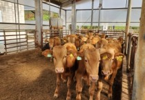 [경기티비종합뉴스] 경기도, 한우 산업 위기 정면 돌파… ‘2026 경기 한우 명품화’에 46억 투입