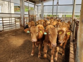 [경기티비종합뉴스] 경기도, 한우 산업 위기 정면 돌파… ‘2026 경기 한우 명품화’에 46억 투입