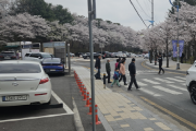 [경기티비종합뉴스] 이천시, 설봉공원 벚꽃 만개… 상춘객 발길 이어져 “주말 4만 명 이상 방문, 안전관리 총력”