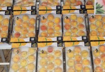 [경기티비종합뉴스] 이천 장호원 햇사레 복숭아축제 개막…“풍성한 결실, 장호원 황도와 함께!”