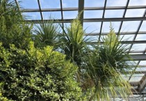 [경기티비종합뉴스] 평택시자연테마식물원, 20년 된 덕구리난 꽃 피워