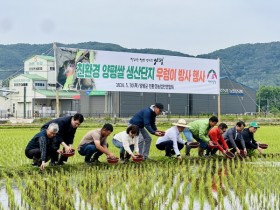 [경기티비종합뉴스] 양평군, 친환경 쌀 생산을 위한 왕우렁이 방사