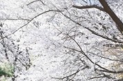 [경기티비종합뉴스] 시흥시, 벚꽃 비 내리는 봄…도심 곳곳 봄꽃 절정
