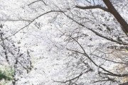 [경기티비종합뉴스] 시흥시, 벚꽃 비 내리는 봄…도심 곳곳 봄꽃 절정