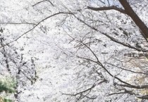 [경기티비종합뉴스] 시흥시, 벚꽃 비 내리는 봄…도심 곳곳 봄꽃 절정