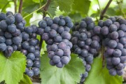[경기티비종합뉴스]"기획특집" 안산시, 대표 특산물 7선 맛·명성 입소문… 브랜드 홍보 강화