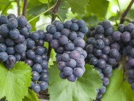 [경기티비종합뉴스]"기획특집" 안산시, 대표 특산물 7선 맛·명성 입소문… 브랜드 홍보 강화