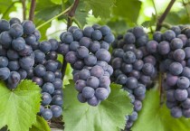 [경기티비종합뉴스]"기획특집" 안산시, 대표 특산물 7선 맛·명성 입소문… 브랜드 홍보 강화