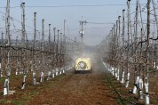[경기티비종합뉴스] 경기도농기원, 화상병 예방 이른 개화기 맞춰 적기 농약 살포 당부