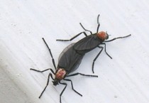 [경기티비종합뉴스] 용인특례시, 체계적인 여름철 방제활동 펼친다