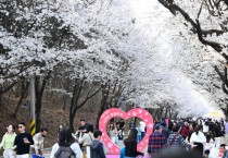 [경기티비종합뉴스] 경기도, 봄바람 따라 달린다, 경기도 지방도 벚꽃 드라이브 코스 3선 추천