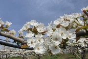 [경기티비종합뉴스] 평택시 배 꽃가루 자급률 향상을 위한 시범사업 추진