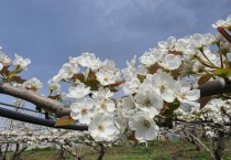 [경기티비종합뉴스] 평택시 배 꽃가루 자급률 향상을 위한 시범사업 추진
