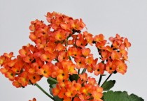 [경기티비종합뉴스] 경기도농업기술원, 다육식물 칼랑코에 수입 종묘 대체할 국산 신품종 2종 첫 선