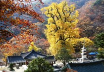 [경기티비종합뉴스] "특집" 양평 관광 4탄 동부권 관광 콘텐츠 자연,역사,감성으로 재도약