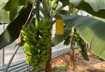 [경기티비종합뉴스] 용인특례시, 아열대작물 바나나 첫 수확