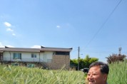 [경기티비종합뉴스] 이천시, 트리티케일 품종개발 현장평가회