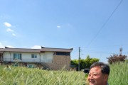 [경기티비종합뉴스] 이천시, 트리티케일 품종개발 현장평가회