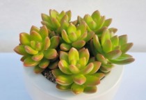 [경기티비종합뉴스] 경기도농업기술원, 다육식물 신품종 ‘트윙클루이’, ‘레드루이’ 개발. 농가 보급 시작