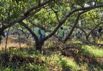 [경기티비종합뉴스] 경기농협·의정부교도소 보라미봉사단,  ‘농심천심’의 마음으로...일손부족 농가에 따뜻한 손길