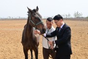 [경기티비종합뉴스] 경기도 축산진흥센터 , 화성에 은퇴·학대당한 말 위한 1만 8천㎡ 쉼터 조성 구조부터 재활·입양까지 책임지는 ‘말 복지 휴양목장’ 본격 운영