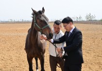 [경기티비종합뉴스] 경기도 축산진흥센터 , 화성에 은퇴·학대당한 말 위한 1만 8천㎡ 쉼터 조성 구조부터 재활·입양까지 책임지는 ‘말 복지 휴양목장’ 본격 운영