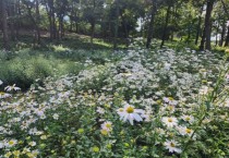 [경기티비종합뉴스] 평택도시공사, ‘구절초 동산과 함께하는 가을 캠핑장’