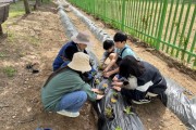 [경기티비종합뉴스] 용인특례시, 지역 교육기관 34곳에 생태 텃밭 교육