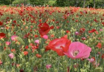 [경기티비종합뉴스] 여주시, 금은모래강변공원 “꽃양귀비 활짝”