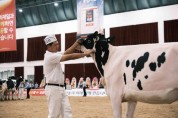 [경기티비종합뉴스] 여주시, ‘2025 한국 홀스타인 품평회’에서 8개 부문 수상 쾌거