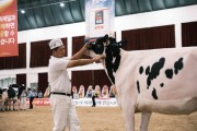 [경기티비종합뉴스] 여주시, ‘2025 한국 홀스타인 품평회’에서 8개 부문 수상 쾌거