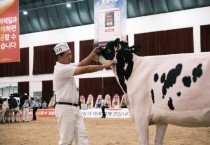 [경기티비종합뉴스] 여주시, ‘2025 한국 홀스타인 품평회’에서 8개 부문 수상 쾌거