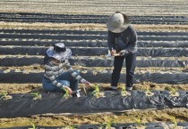 [경기티비종합뉴스] 이천시농업기술센터 영농기술팀 농번기 영농현장 기술 지원