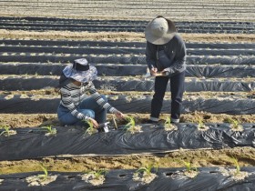 [경기티비종합뉴스] 이천시농업기술센터 영농기술팀 농번기 영농현장 기술 지원