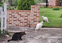 [경기티비종합뉴스] 경기도, 길고양이 정책 효과 확인 위한 서식현황 조사 추진