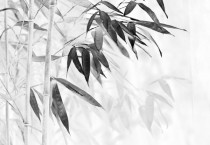 [경기티비종합뉴스] 여주시 미술관 「아트뮤지엄 려」 2025 공모전시 -  김준기 사진전 ‘죽(竹)’ 展 개최