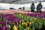 [경기티비종합뉴스] "꽃샘추위 뚫고 찾아왔나 봄"… 에버랜드 튤립축제 20일 개막